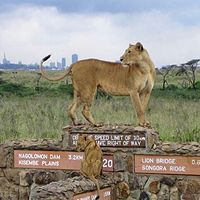 内罗毕国家公园